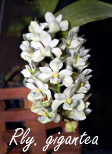 Rhy. gigantae - white - in spike pot or basket